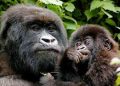 Global Gorilla conservation report indicates steady population growth