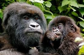 Global Gorilla conservation report indicates steady population growth