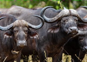 Court in Kasese sentences man to nine-years in prison for killing wildlife