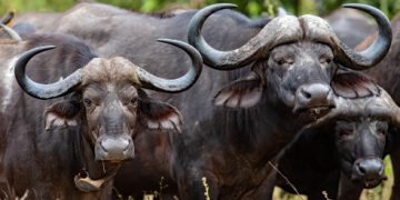 Court in Kasese sentences man to nine-years in prison for killing wildlife