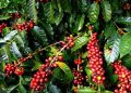 Gov’t rolls out nationalwide registration for coffee value chain actors