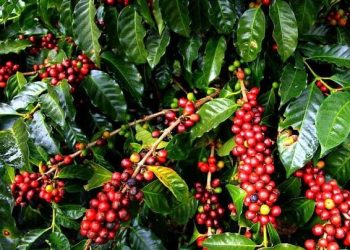 Gov’t rolls out nationalwide registration for coffee value chain actors