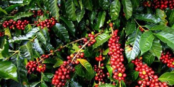 Gov’t rolls out nationalwide registration for coffee value chain actors