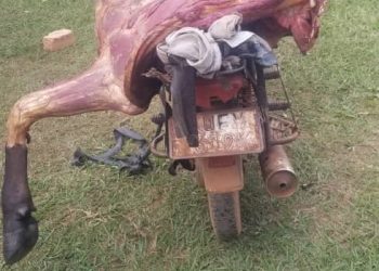 11 arrested over cattle theft in Nakasongola