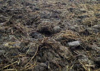 Kiruhura introduces levy on cow dung