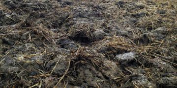 Kiruhura introduces levy on cow dung