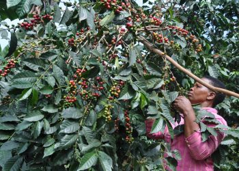 Government makes significant progress in the agricultural sector under the NRM