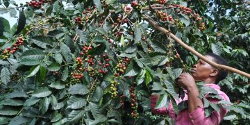 Government makes significant progress in the agricultural sector under the NRM