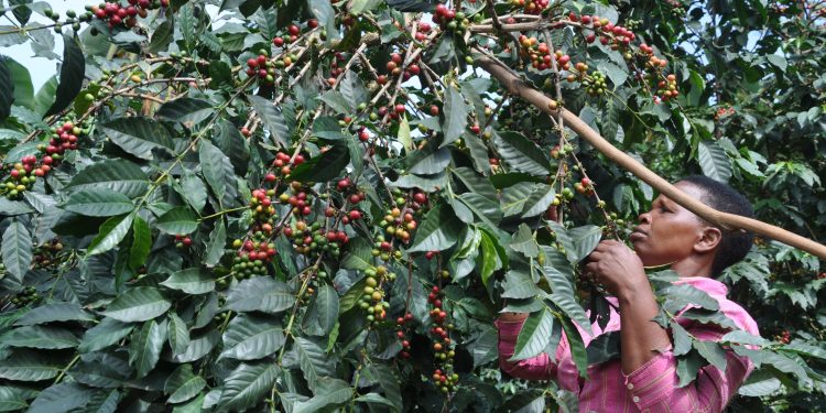 A farmer harvesting coffee.