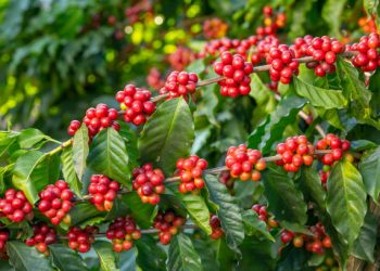 Govt Registers 170,000 Coffee Farmers in Record Time to Ensure EU Compliance