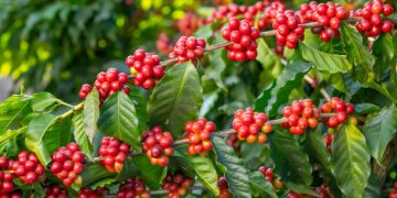 Govt Registers 170,000 Coffee Farmers in Record Time to Ensure EU Compliance