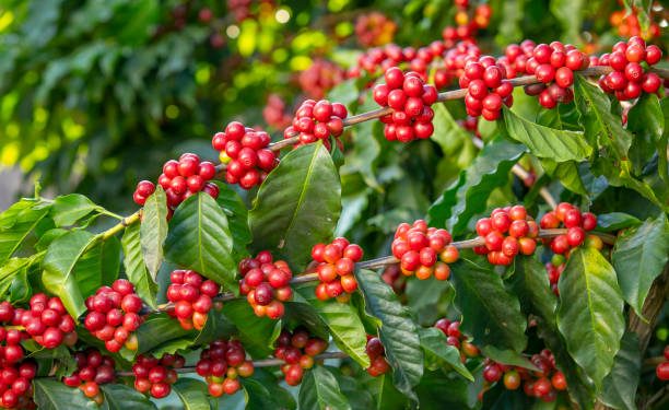 The data will be key in ensuring Uganda’s coffee complies with both local and international regulations, and will help to improve the overall quality and sustainability of the sector