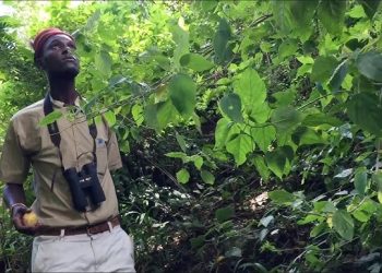 200 medicinal plants undergo experimental trials in Kisoro