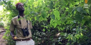 200 medicinal plants undergo experimental trials in Kisoro