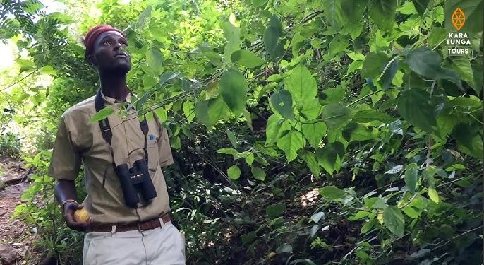 Forest Walk and herbal medicines on Mt. Moroto. Courtesy Photo.