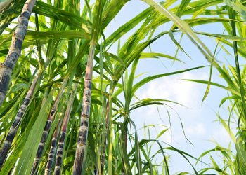 How a dfcu GROW Loan transformed a Hoima farmer’s business and livelihood.