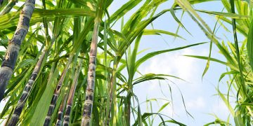 How a dfcu GROW Loan transformed a Hoima farmer’s business and livelihood.