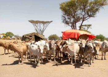 Joint Security Forces recover stolen cattle in Kotido District