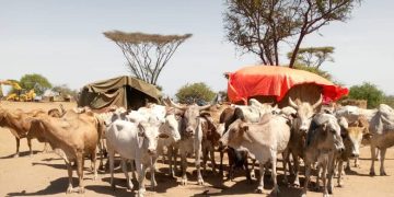 Joint Security Forces recover stolen cattle in Kotido District