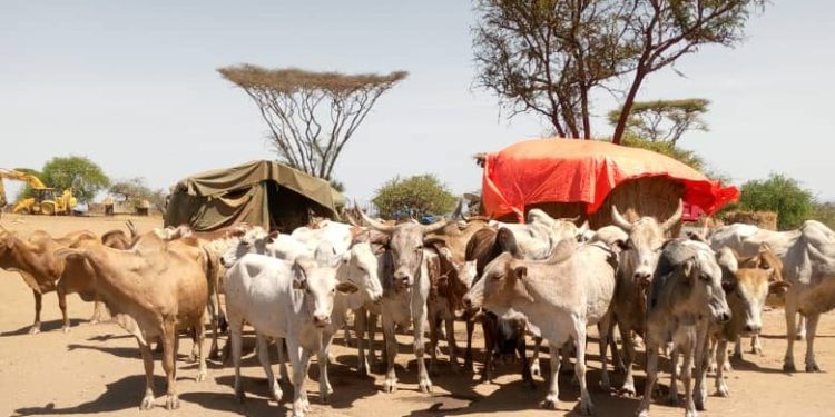 RecoveredLivestock from theTurkana herdsmen