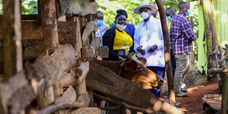 President Museveni (in a mask) visiting one of the farmer's enterprise in Sebei Sub region during his PDM tours. PPU Photo