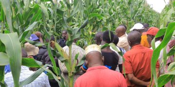 Yara Launches “Lima Ne Yara” Campaign to Transform Lives and Livelihoods of Farmers, Women, and Youth in Agribusiness