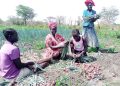 Agricultural scientists launch a book to assist African farmers in enhancing and maintaining soil fertility