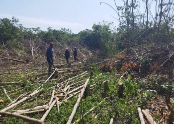Three Men Arrested for Committing Forest Crimes in West Bugwe Central Forest Reserve