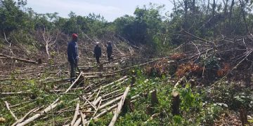 Three Men Arrested for Committing Forest Crimes in West Bugwe Central Forest Reserve