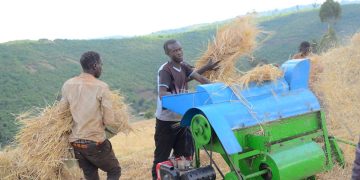 Kween farmers applaud Uganda Breweries for providing a ready market for barley