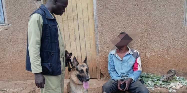 Suspect handcuffed after arrest.