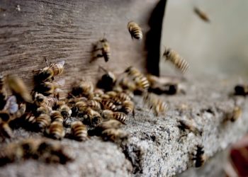 Magistrate flees, as swarm of bees invades court 