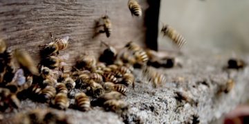Magistrate flees, as swarm of bees invades court 