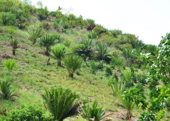 Kitagwenda to develop its tourism potentials