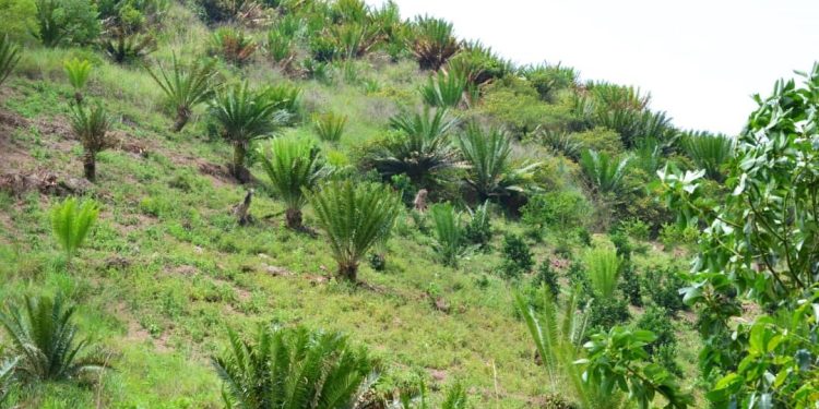 Some of the Cycad plants in Kitagwenda District.