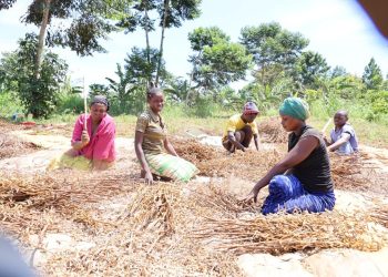 Busoga Youth reap benefits from Soybean farming initiative