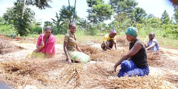 Busoga Youth reap benefits from Soybean farming initiative
