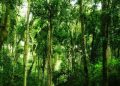 NFA Reaffirms Its Commitment to Protecting Uganda’s Forests Amidst Incitement by Hon. Sam Mayanja