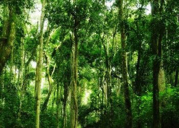 NFA Reaffirms Its Commitment to Protecting Uganda’s Forests Amidst Incitement by Hon. Sam Mayanja
