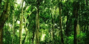 NFA Reaffirms Its Commitment to Protecting Uganda’s Forests Amidst Incitement by Hon. Sam Mayanja