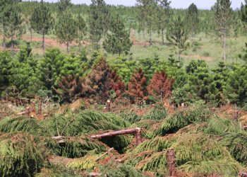 112 Illegal Land Titles cancelled