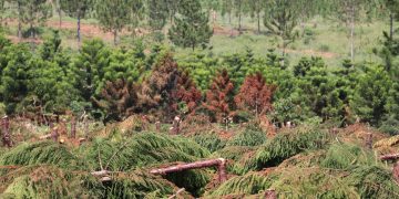 112 Illegal Land Titles cancelled