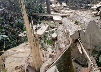 NFA Arrests Three Key Culprits in Mabira Forest Destruction