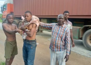 Pig Theft: Two males held in custody