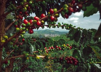 PostBank’s Agribusiness loan book grew by 24% from 2023 to 2024