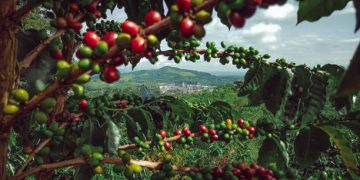 PostBank’s Agribusiness loan book grew by 24% from 2023 to 2024