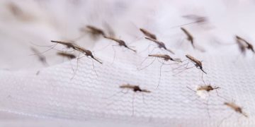 Biting Back: “How Modified Mosquitoes Could End Uganda’s Malaria Crisis”