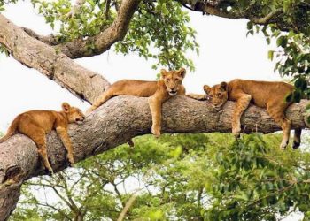 How climate change and human conflict are pushing lions toward extinction