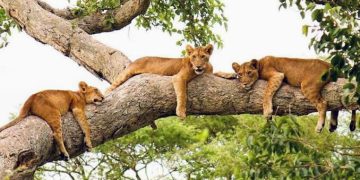 How climate change and human conflict are pushing lions toward extinction