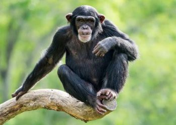 Mountain Gorillas, Chimpanzees New Census Kicks off in Bwindi –Sarambwe National Park